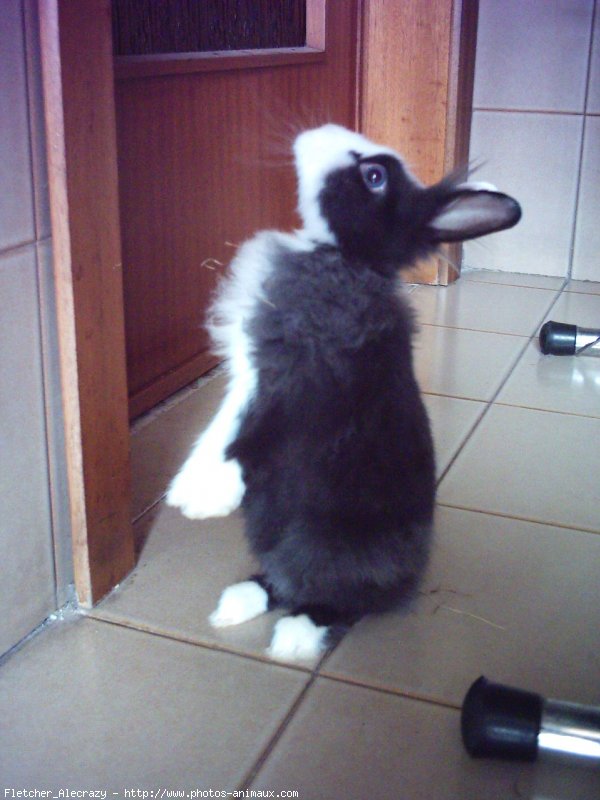 Photo de Lapin