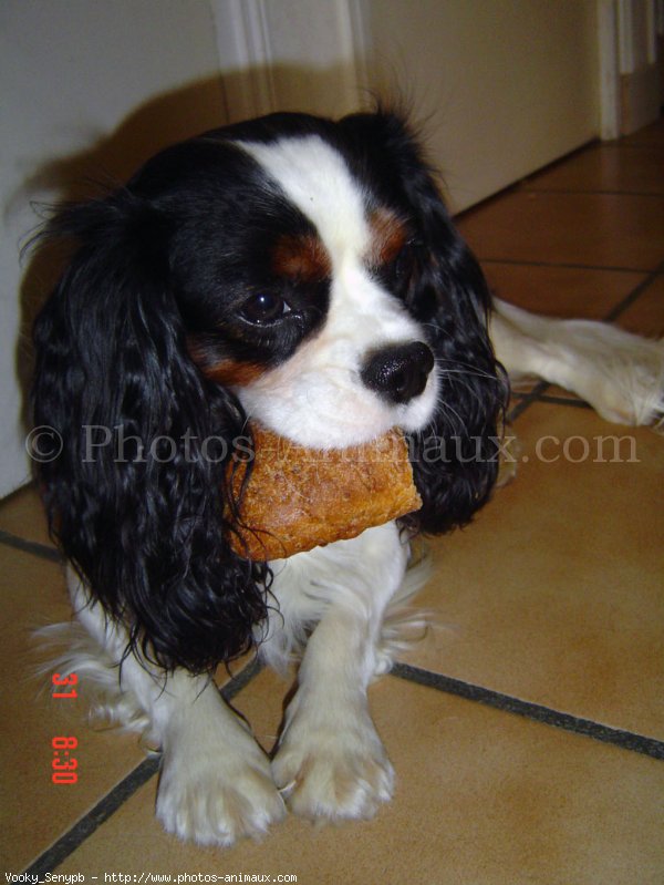 Photo de Cavalier king charles spaniel