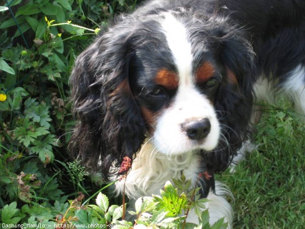 Photo de Cavalier king charles spaniel