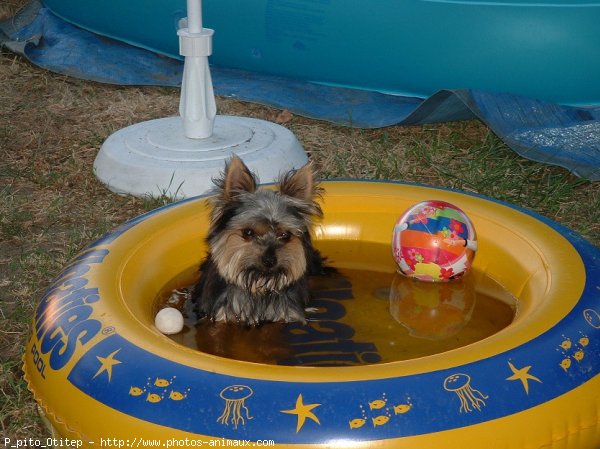 Photo de Yorkshire terrier