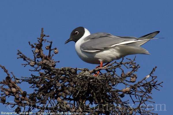 Photo de Mouette