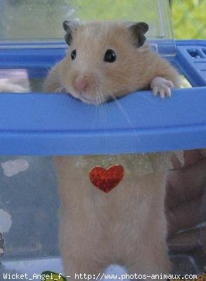 Photo de Hamster