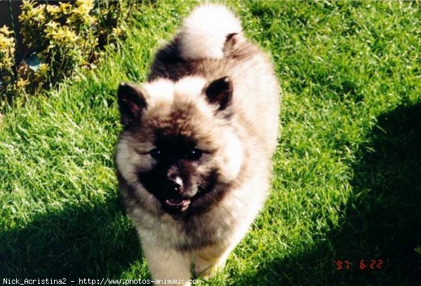 Photo d'Eurasier