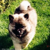 Photo d'Eurasier