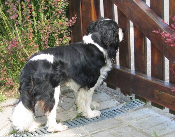 Photo de Cavalier king charles spaniel