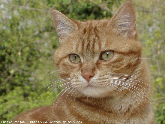 Photo de Chat domestique