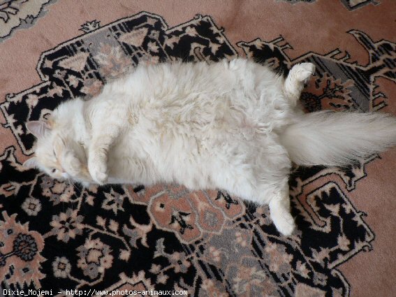 Photo de Ragdoll