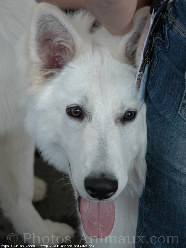 Photo de Berger blanc suisse