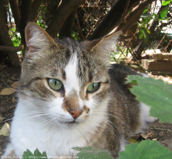 Photo de Chat domestique