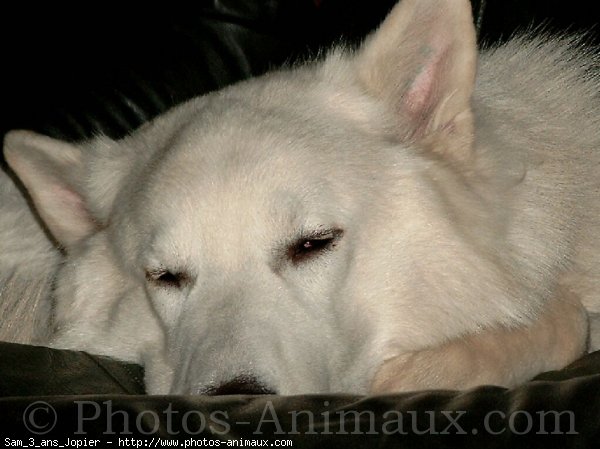 Photo de Berger blanc suisse