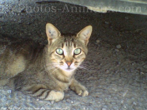 Photo de Chat domestique