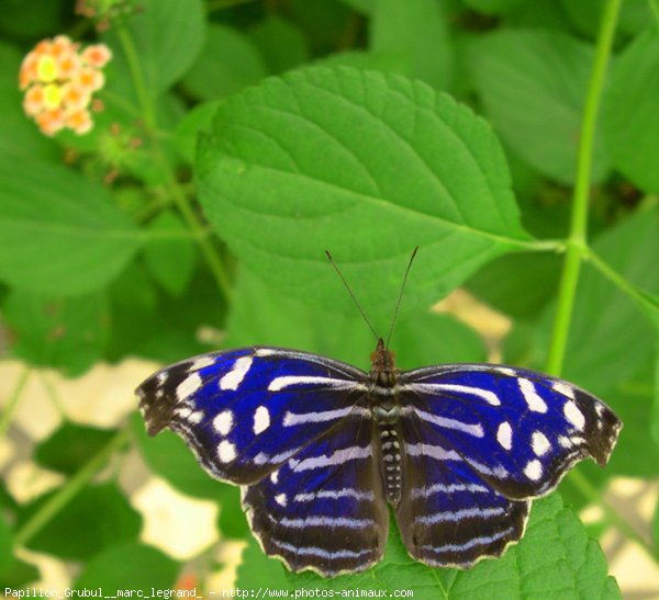 Photo de Papillon