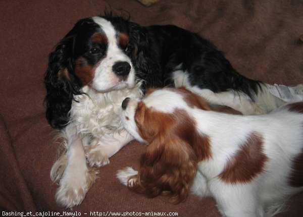 Photo de Cavalier king charles spaniel