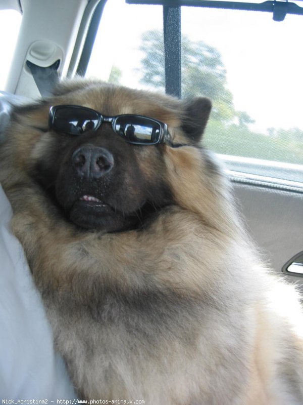 Photo d'Eurasier