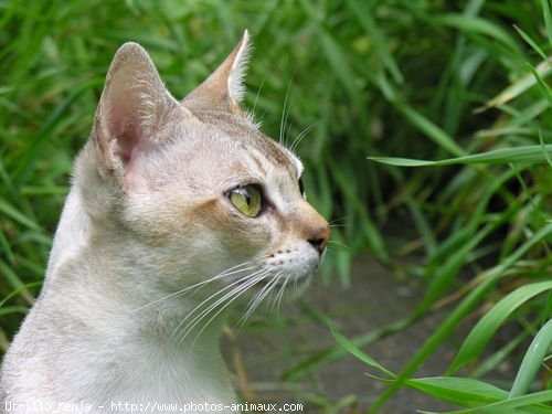 Photo de Singapura