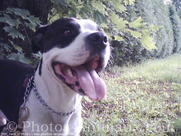 Photo d'American staffordshire terrier