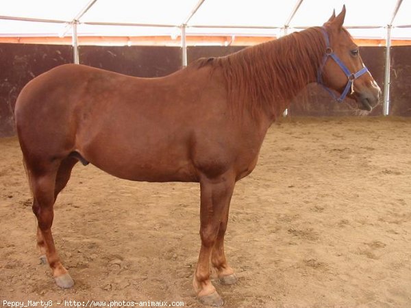 Photo de Quarter horse