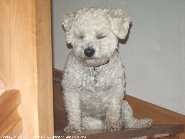 Photo de Bichon  poil fris