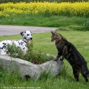 Photo de Dalmatien