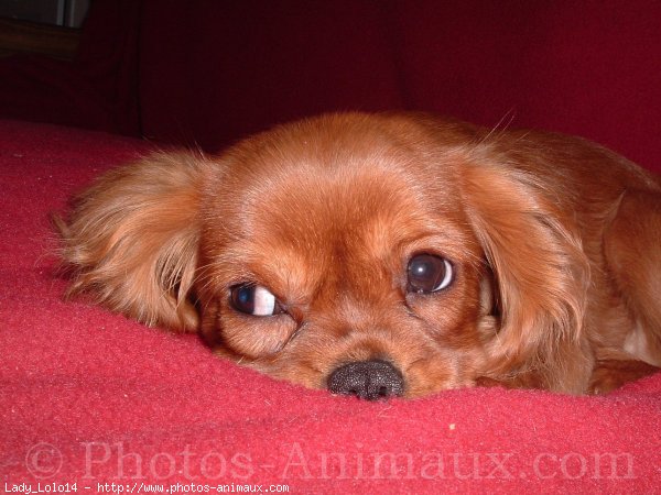 Photo de Cavalier king charles spaniel