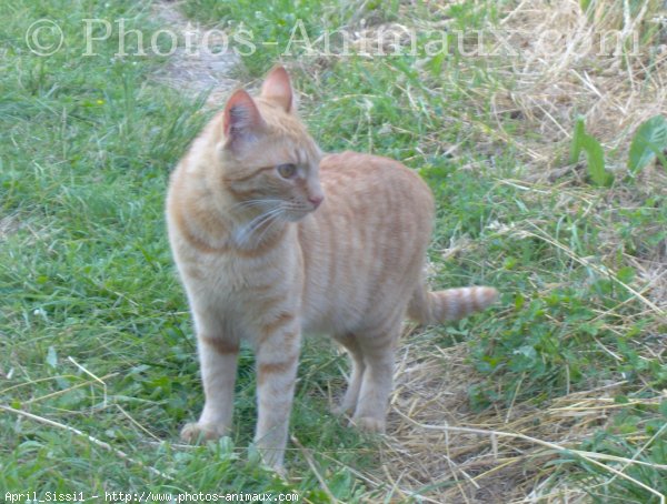 Photo de Chat domestique