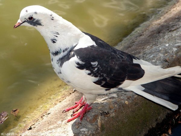 Photo de Pigeon