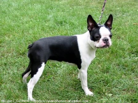 Photo de Boston terrier