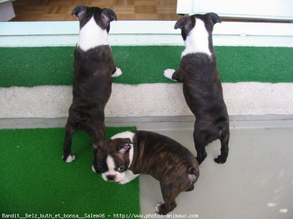 Photo de Boston terrier