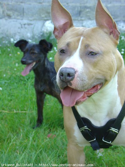 Photo d'American staffordshire terrier