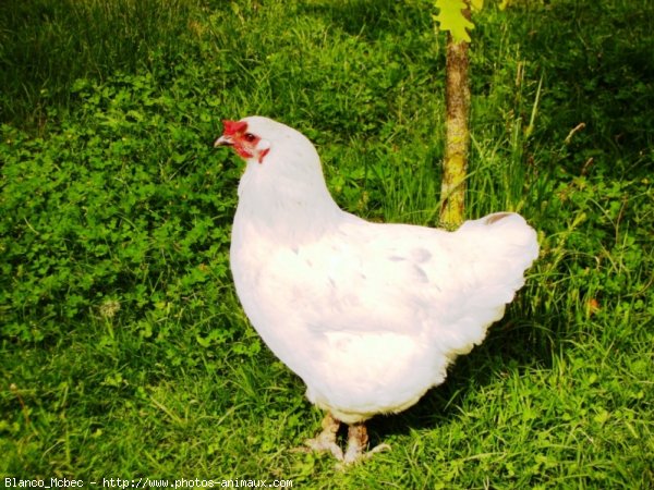 Photo de Poule