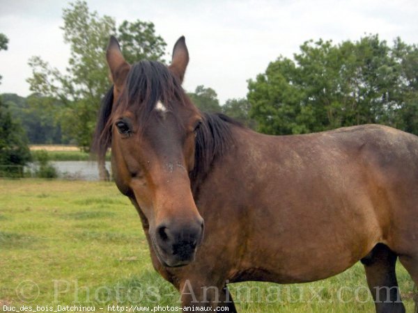 Photo de Trotteur franais