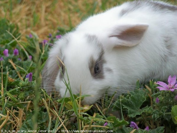 Photo de Lapin