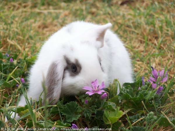 Photo de Lapin