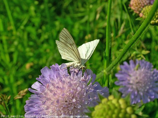 Photo de Papillon