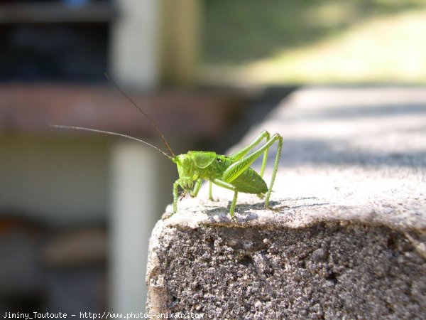 Photo de Sauterelle