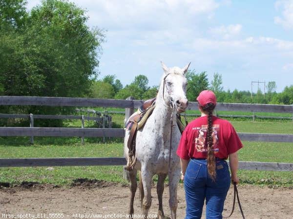 Photo d'Appaloosa