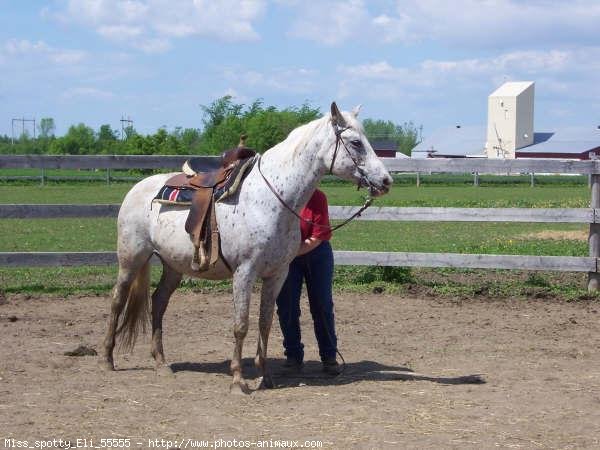 Photo d'Appaloosa