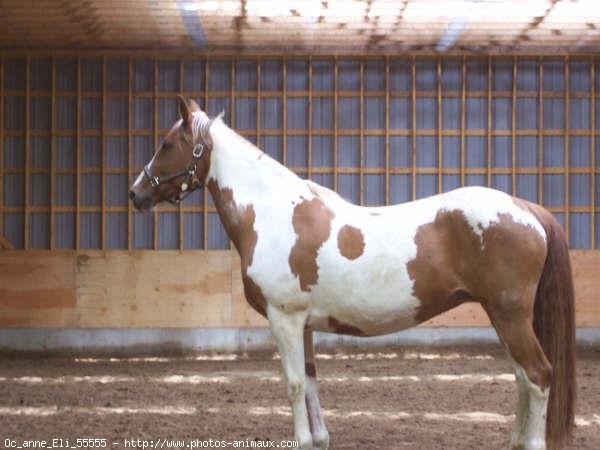 Photo de Paint horse