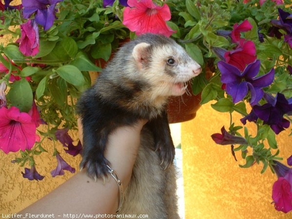 Photo de Furet