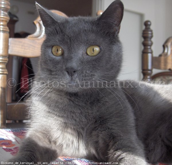 Photo de Chartreux