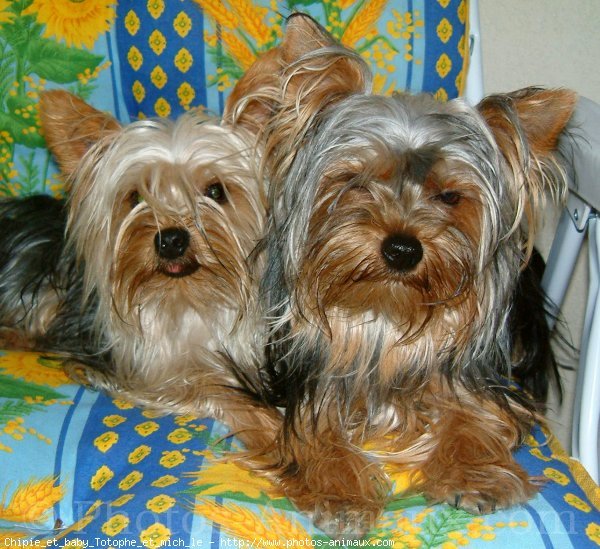 Photo de Yorkshire terrier