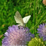 Photo de Papillon