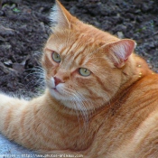 Photo de Chat domestique