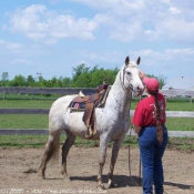 Photo d'Appaloosa