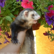 Photo de Furet