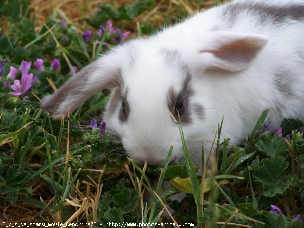 Photo de Lapin