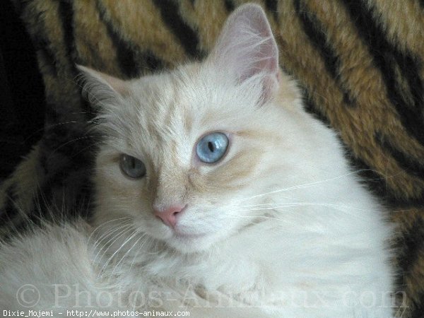 Photo de Ragdoll