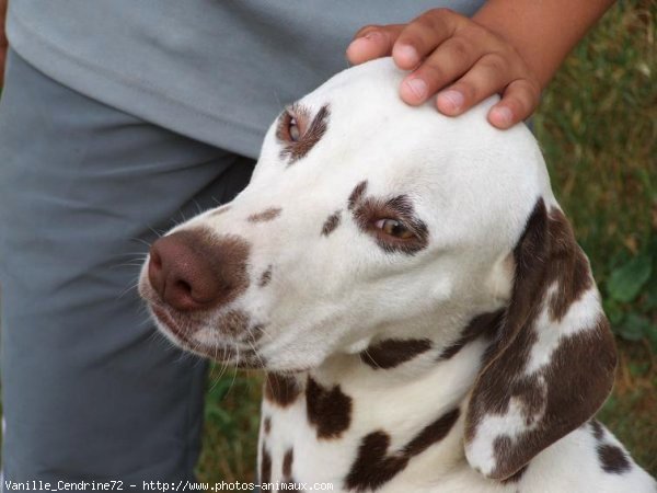 Photo de Dalmatien