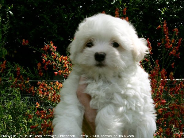 Photo de Coton de tulear