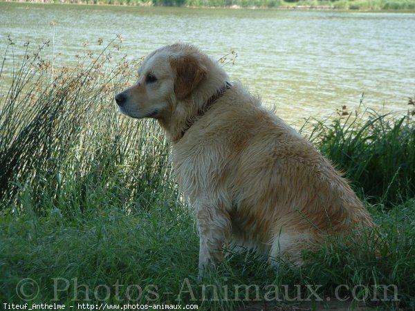 Photo de Golden retriever